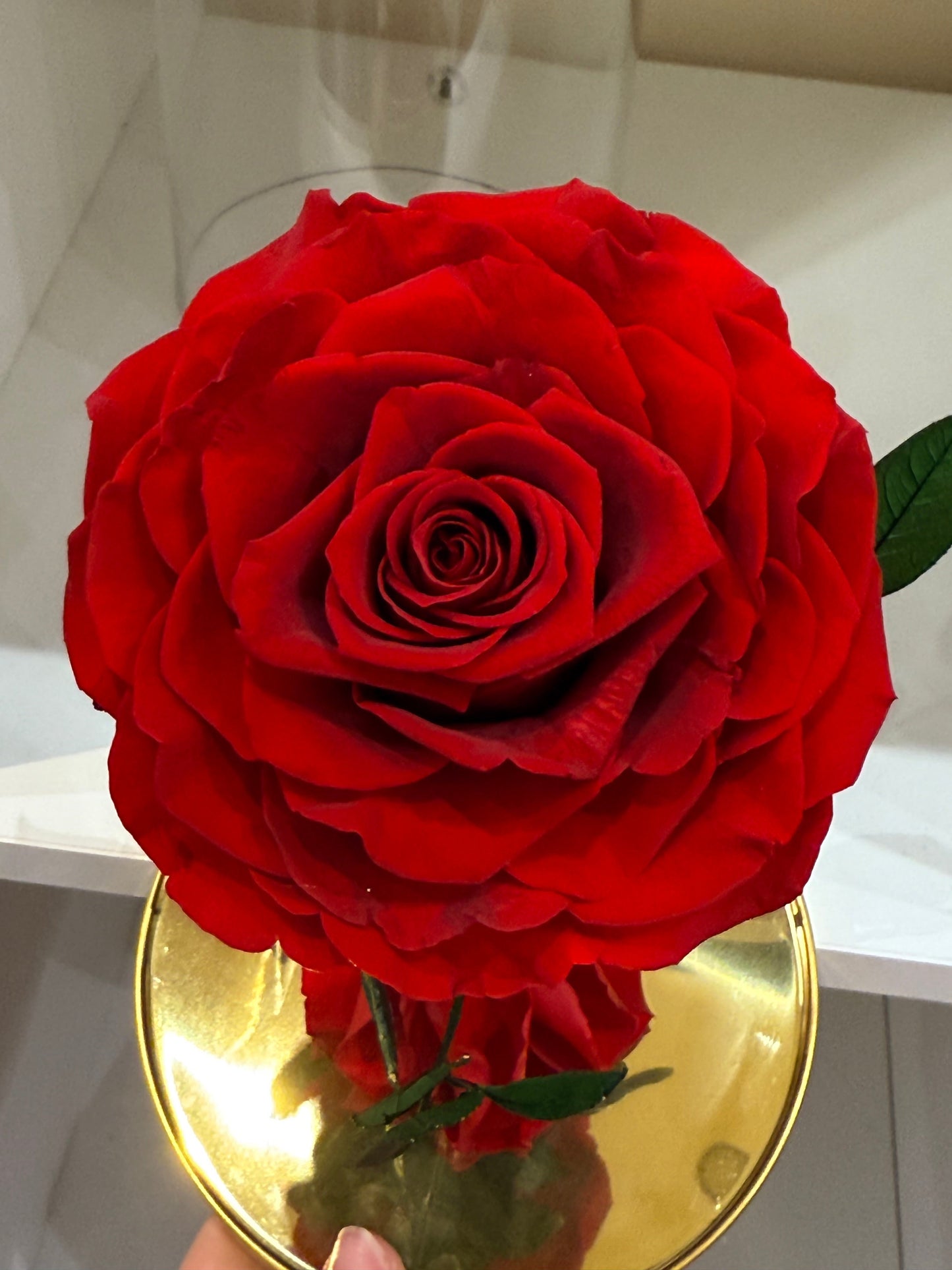 Rose Éternelle Rouge sous Cloche – Cadeau Romantique à Paris