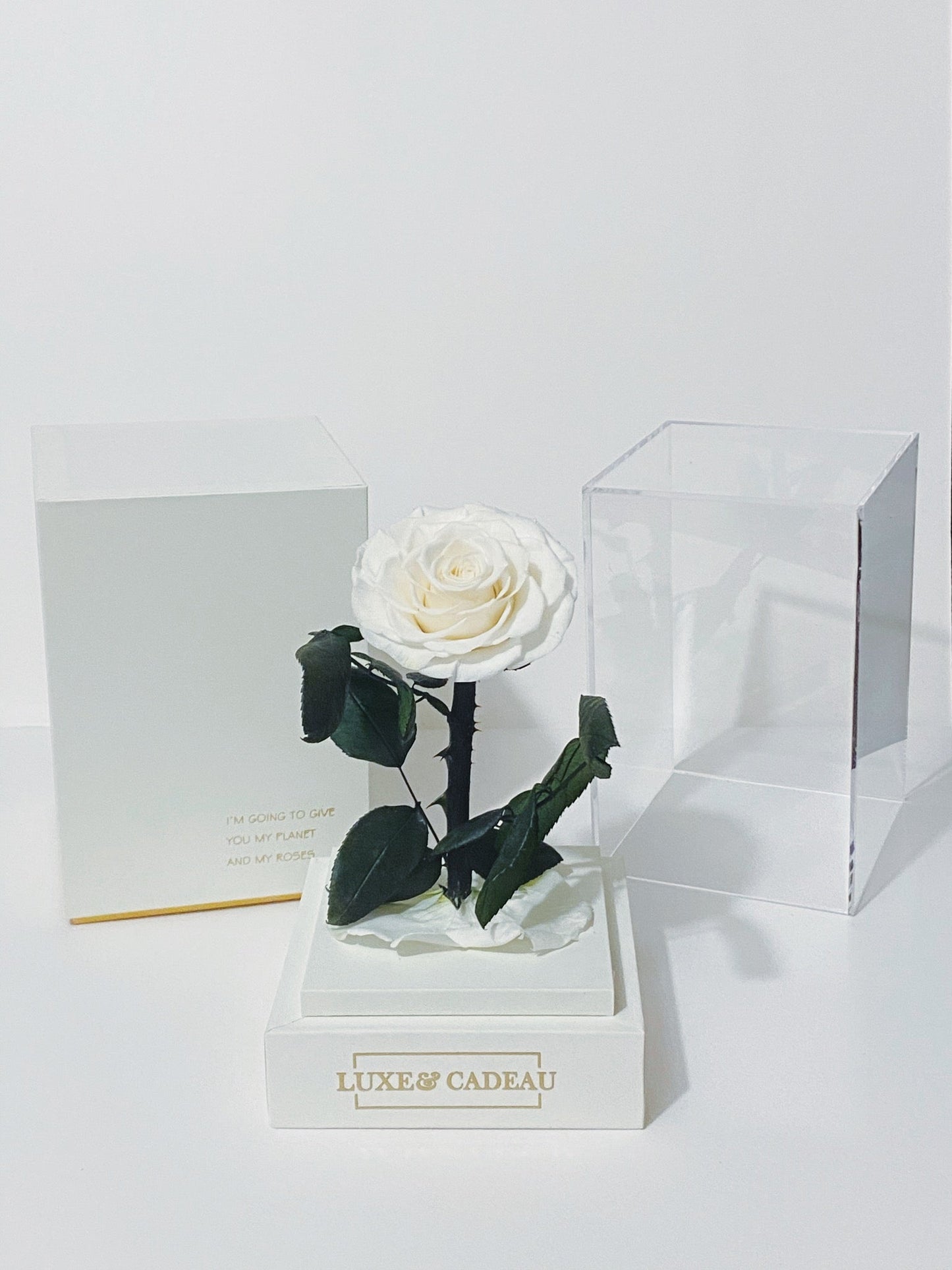 Rose eternelle sous cloche Blanche 12*22cm