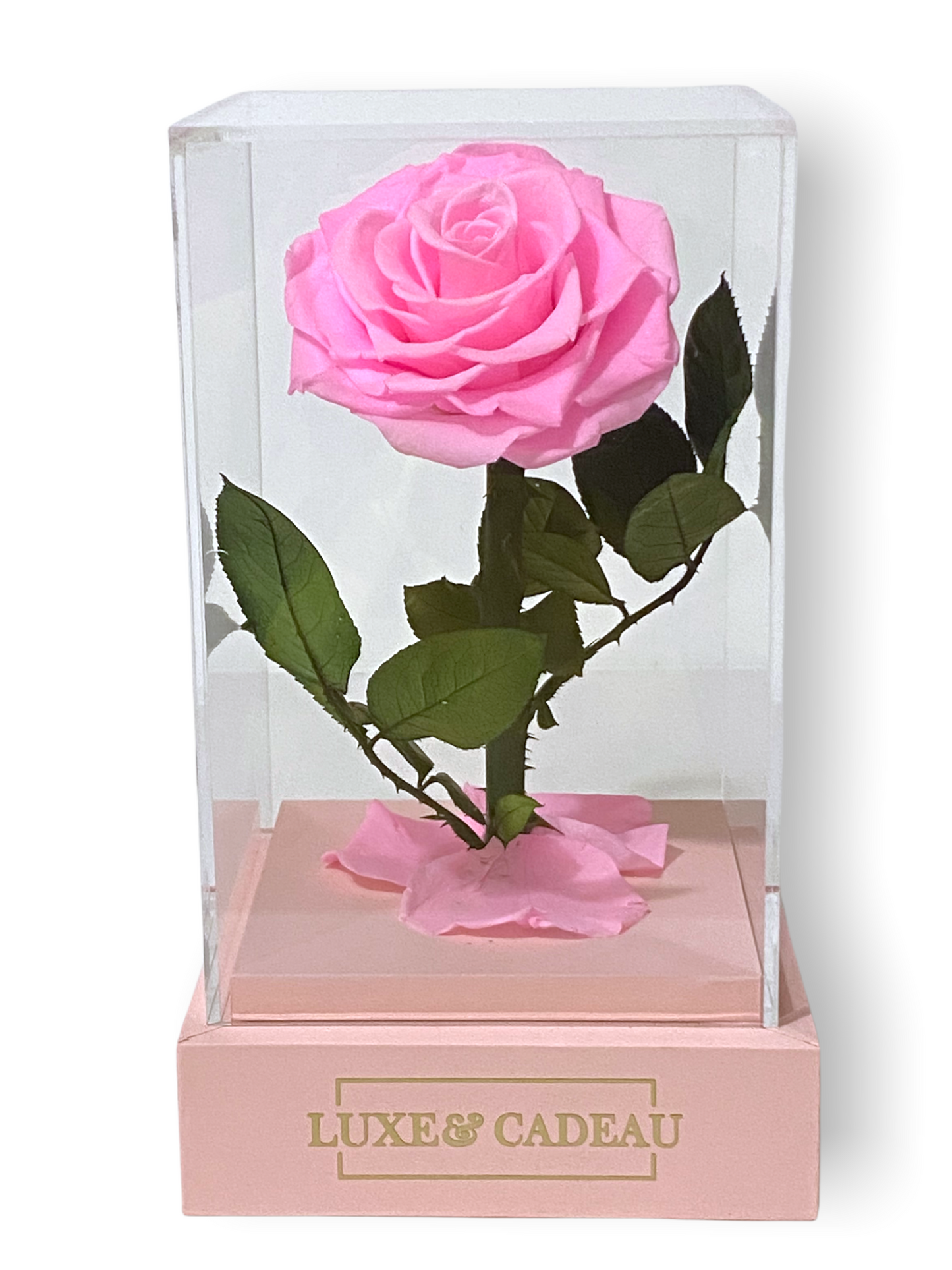 Rose Éternelle Sous Cloche – Élégance et Amour Intemporel (12×22 cm)