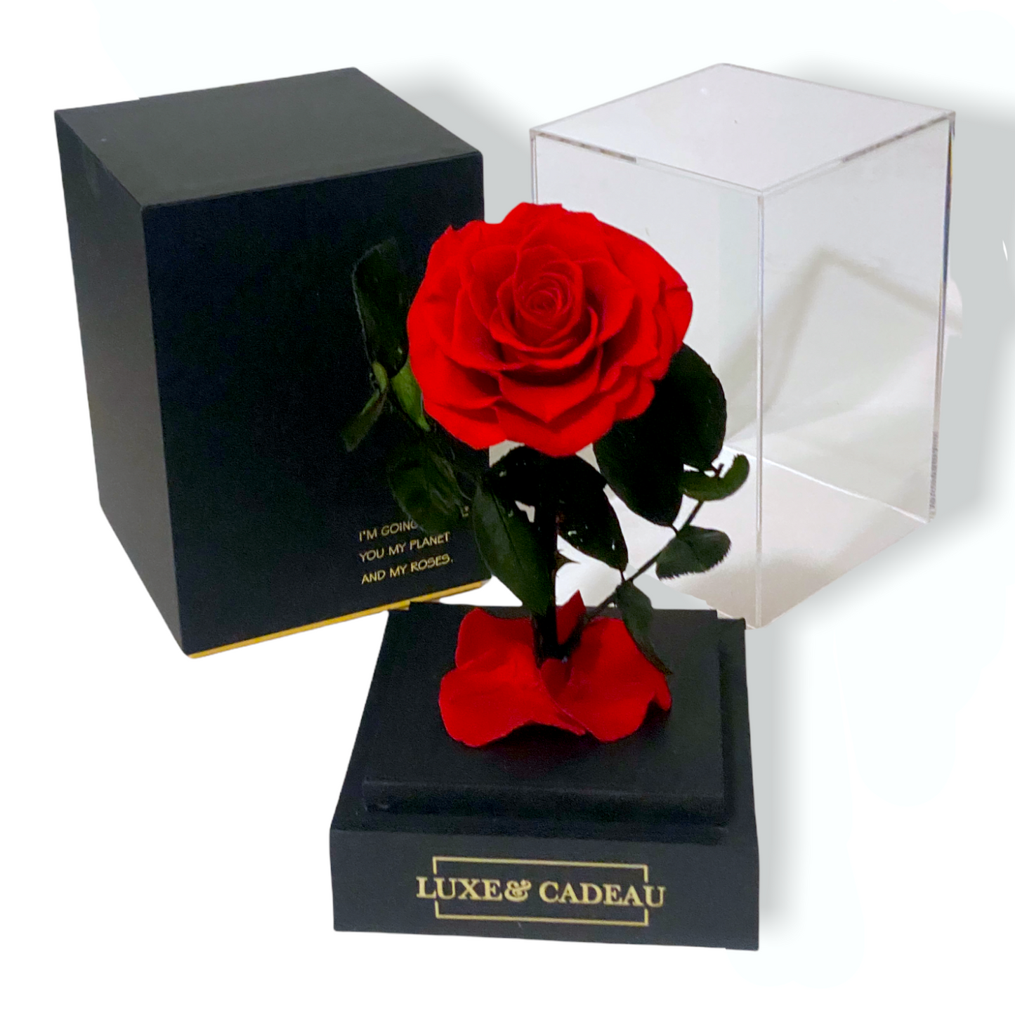 Rose éternelle sous cloche rouge – Le cadeau romantique par excellence