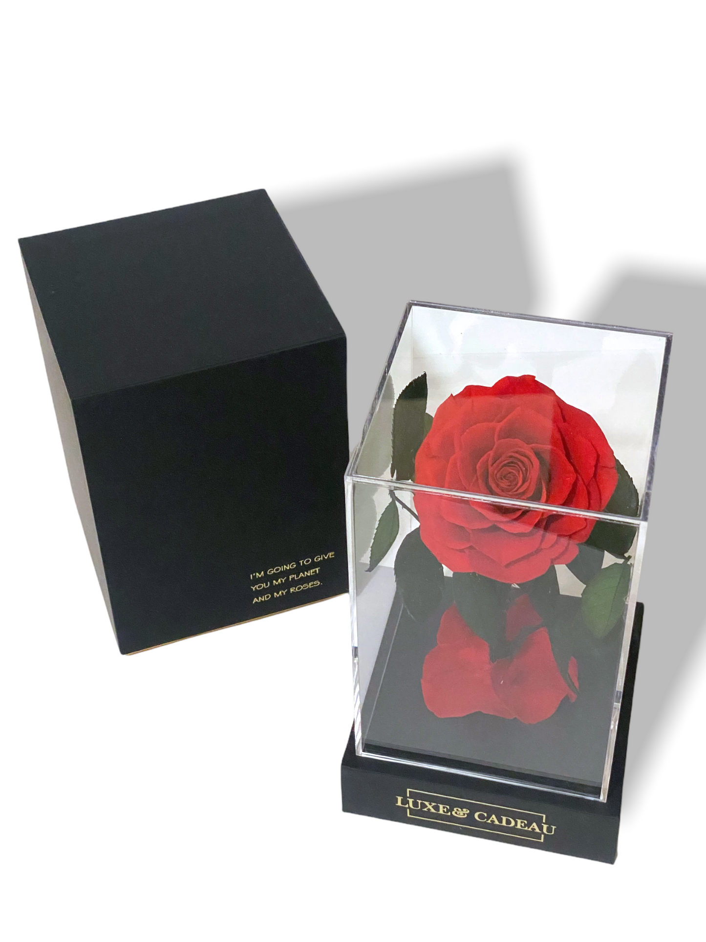 Rose éternelle sous cloche rouge – Le cadeau romantique par excellence