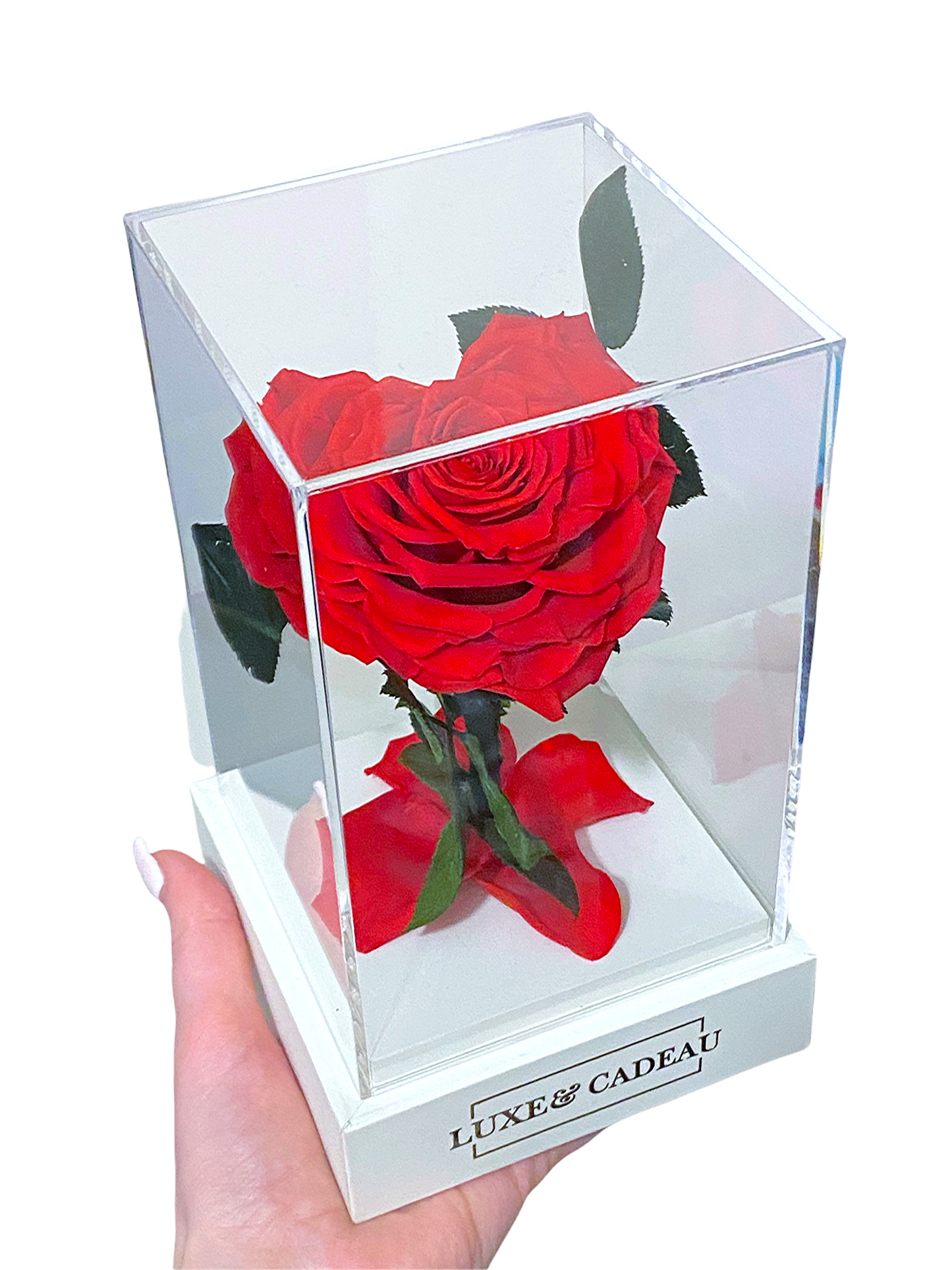 Rose éternelle sous cloche en forme de cœur