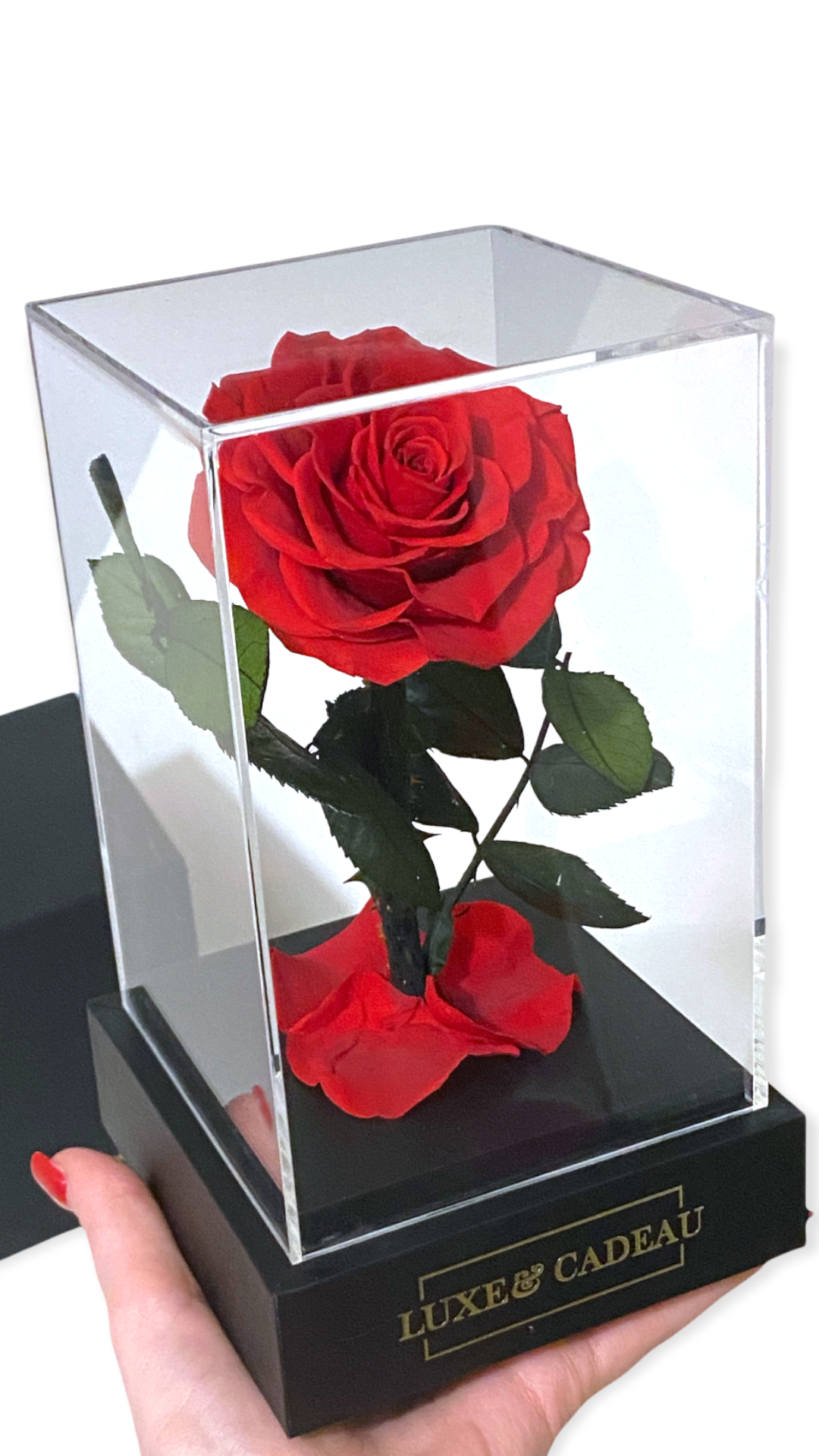 Rose éternelle sous cloche rouge – Le cadeau romantique par excellence
