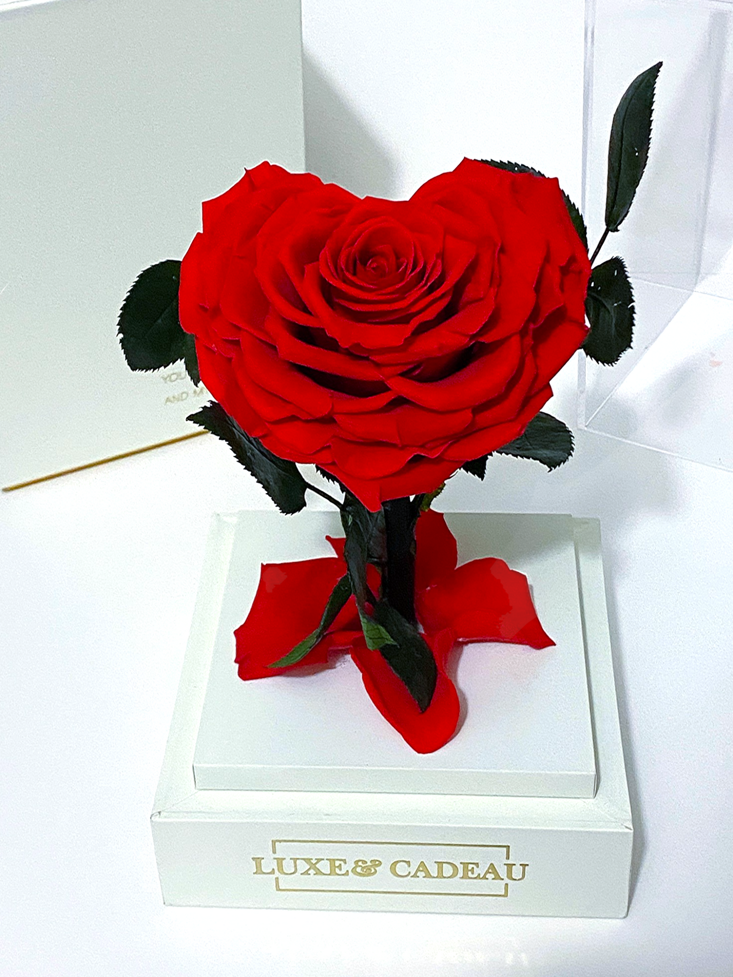 Rose éternelle sous cloche en forme de cœur