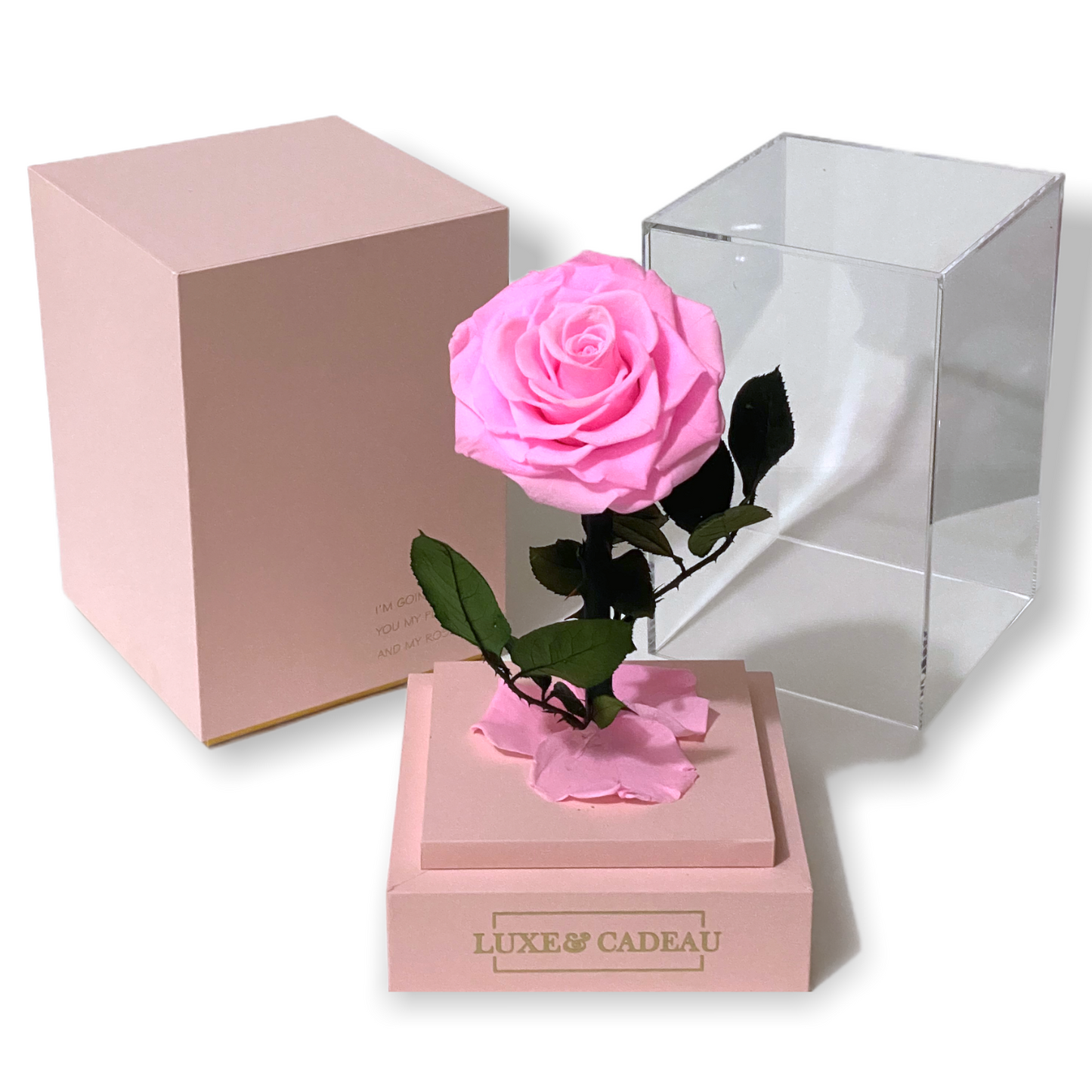 Rose Éternelle Sous Cloche – Élégance et Amour Intemporel (12×22 cm)
