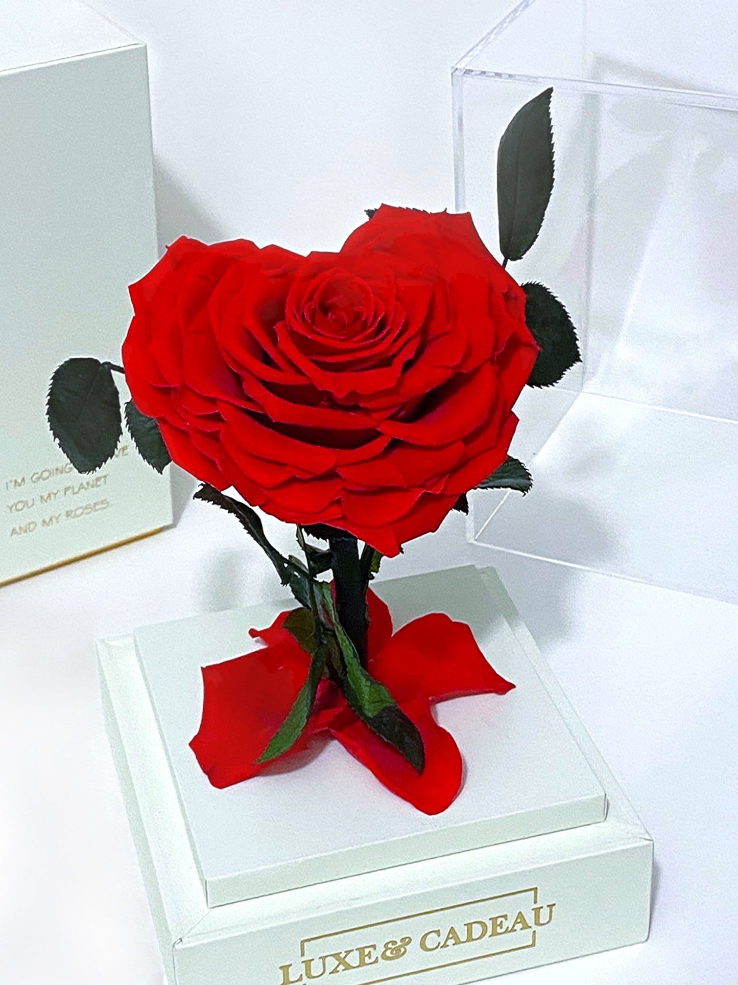 Rose éternelle sous cloche en forme de cœur