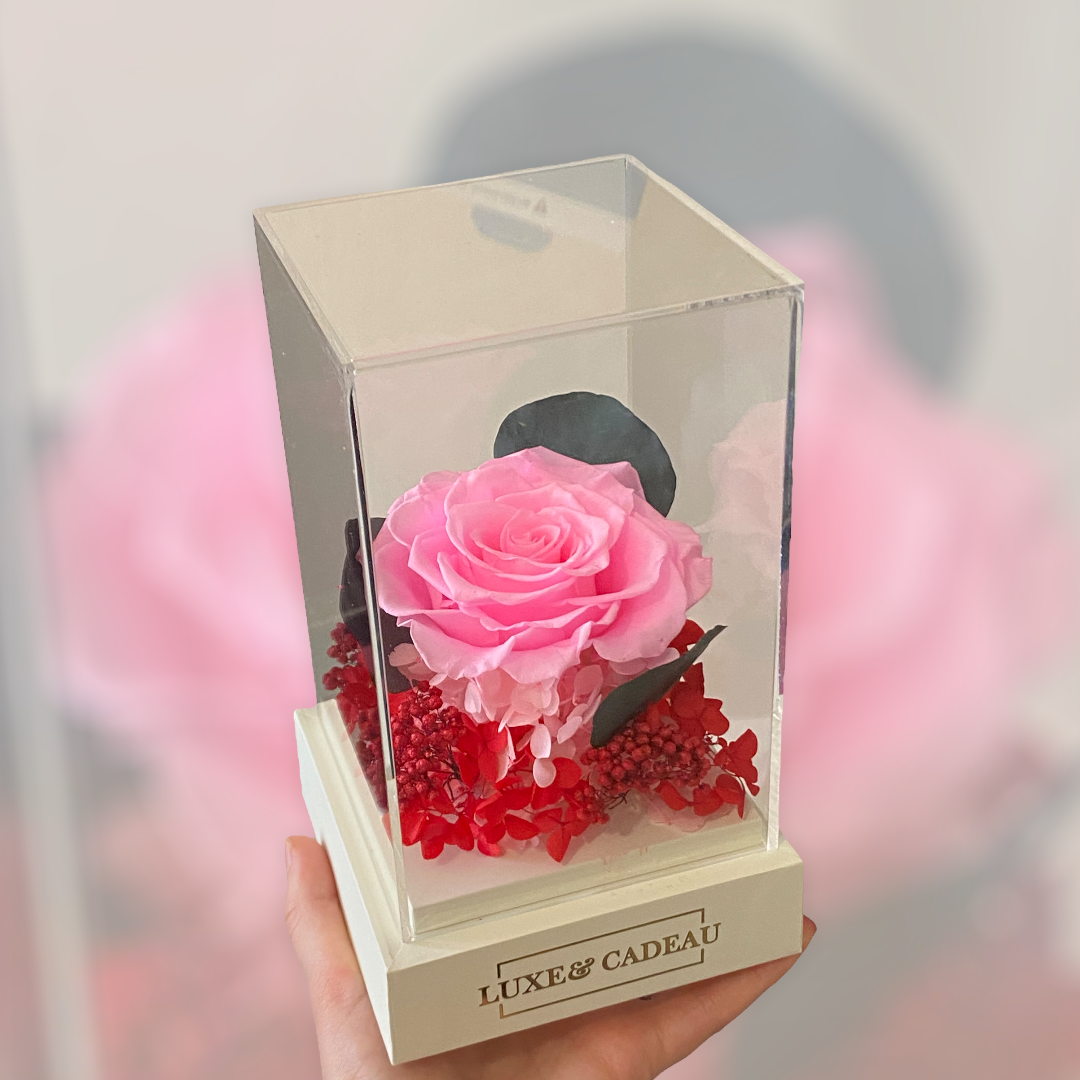 Rose éternelle sous cloche