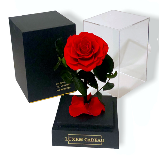 Rose éternelle sous cloche rouge – Le cadeau romantique par excellence