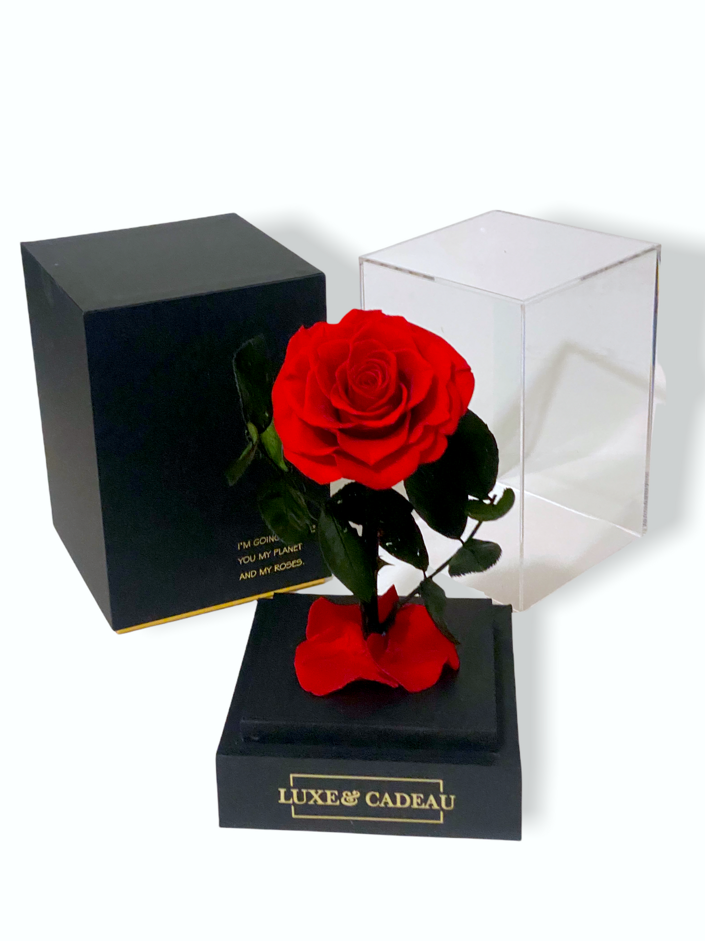 Rose éternelle sous cloche rouge – Le cadeau romantique par excellence