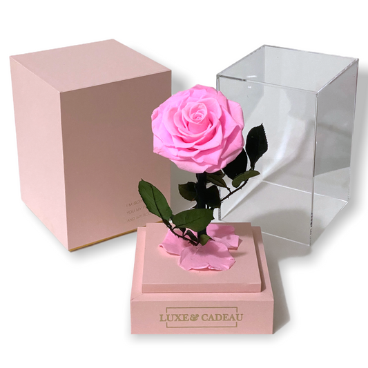Rose Éternelle Sous Cloche – Élégance et Amour Intemporel (12×22 cm)